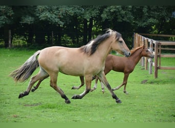 Koń fiordzki Mix, Klacz, 2 lat, 140 cm, Bułana