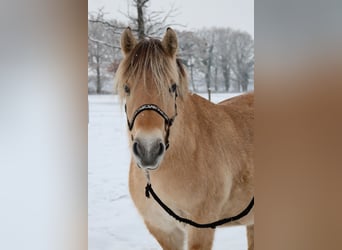 Koń fiordzki, Klacz, 2 lat, Bułana