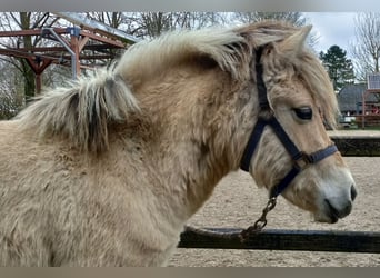 Koń fiordzki, Klacz, 2 lat, Bułana