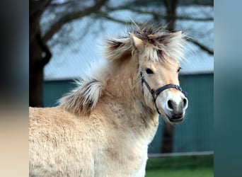 Koń fiordzki, Klacz, 2 lat, Bułana