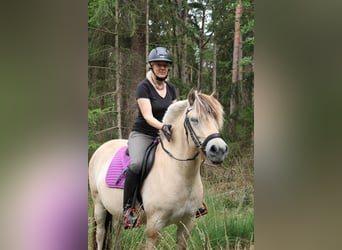 Koń fiordzki, Klacz, 3 lat, 140 cm, Bułana