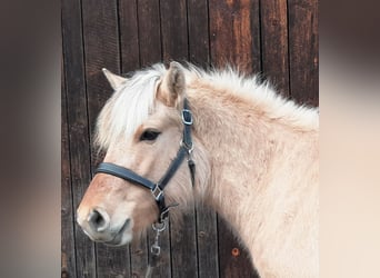 Koń fiordzki, Klacz, 3 lat, 140 cm, Bułana