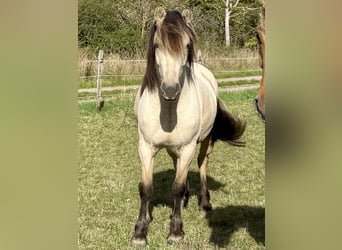 Koń fiordzki Mix, Klacz, 3 lat, 142 cm, Bułana