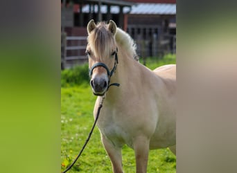Koń fiordzki, Klacz, 3 lat, 142 cm, Bułana