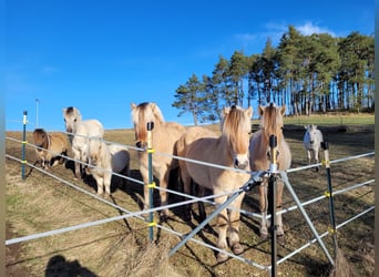 Koń fiordzki, Klacz, 3 lat, 142 cm, Bułana