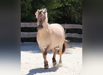 Koń fiordzki, Klacz, 3 lat, 143 cm, Bułana