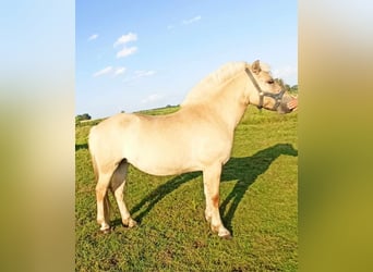 Koń fiordzki, Klacz, 3 lat, 143 cm, Bułana