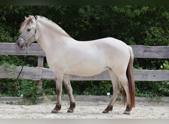 Koń fiordzki, Klacz, 3 lat, 144 cm, Bułana