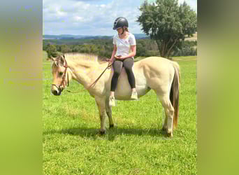 Koń fiordzki, Klacz, 3 lat, 147 cm, Bułana