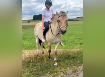 Koń fiordzki, Klacz, 3 lat, 147 cm, Bułana