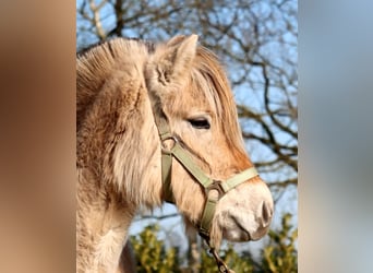 Koń fiordzki, Klacz, 3 lat, Bułana