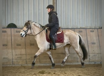 Koń fiordzki, Klacz, 4 lat, 135 cm, Bułana