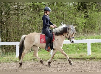 Koń fiordzki, Klacz, 4 lat, 140 cm, Bułana