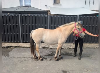Koń fiordzki, Klacz, 4 lat, 144 cm, Bułana