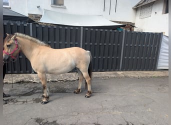 Koń fiordzki, Klacz, 4 lat, 144 cm, Bułana