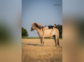 Koń fiordzki, Klacz, 4 lat, 144 cm, Bułana