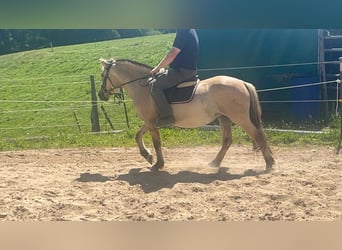 Koń fiordzki, Klacz, 4 lat, 145 cm, Bułana