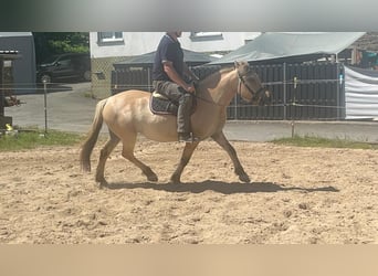 Koń fiordzki, Klacz, 4 lat, 145 cm, Bułana