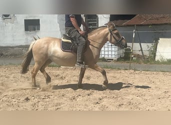 Koń fiordzki, Klacz, 4 lat, 145 cm, Bułana
