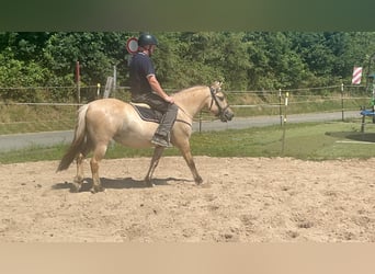 Koń fiordzki, Klacz, 4 lat, 145 cm, Bułana