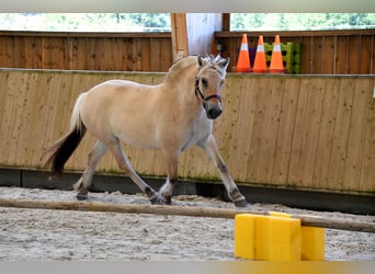 Koń fiordzki, Klacz, 4 lat, 145 cm, Bułana