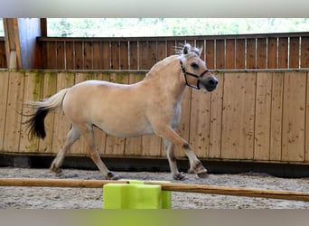 Koń fiordzki, Klacz, 4 lat, 145 cm, Bułana