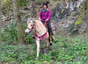 Koń fiordzki, Klacz, 4 lat, 146 cm, Bułana