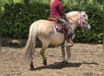 Koń fiordzki, Klacz, 4 lat, 147 cm, Bułana