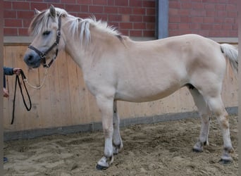 Koń fiordzki, Klacz, 4 lat, 150 cm