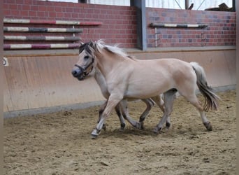 Koń fiordzki, Klacz, 4 lat, 150 cm