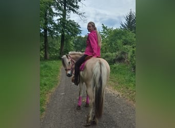 Koń fiordzki, Klacz, 5 lat, 146 cm, Bułana