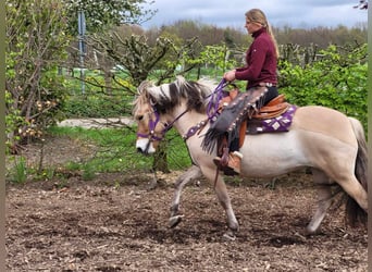 Koń fiordzki, Klacz, 5 lat, 147 cm, Bułana