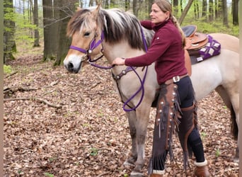 Koń fiordzki, Klacz, 5 lat, 147 cm, Bułana