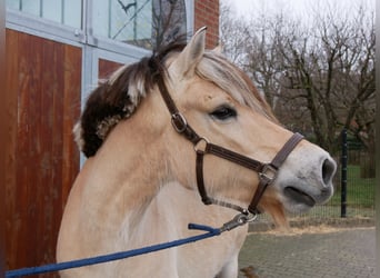 Koń fiordzki, Klacz, 5 lat, 150 cm