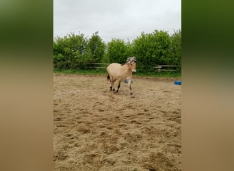 Koń fiordzki, Klacz, 6 lat, 139 cm, Bułana