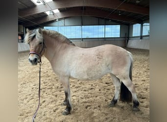 Koń fiordzki, Klacz, 6 lat, 142 cm, Bułana