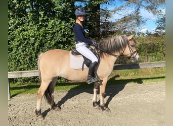Koń fiordzki, Klacz, 7 lat, 140 cm, Bułana