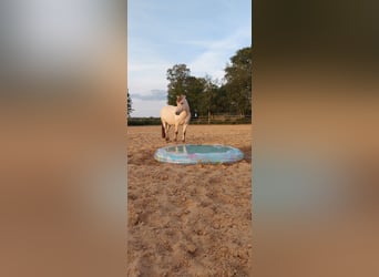 Koń fiordzki, Klacz, 7 lat, 141 cm, Bułana