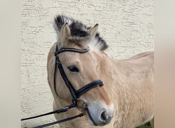Koń fiordzki, Klacz, 7 lat, 145 cm, Bułana