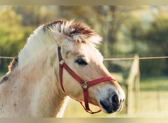 Koń fiordzki, Klacz, 7 lat, 145 cm, Bułana