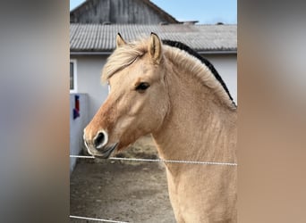 Koń fiordzki, Klacz, 7 lat, 147 cm, Bułana