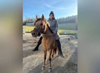 Koń fiordzki, Klacz, 8 lat, 140 cm, Bułana