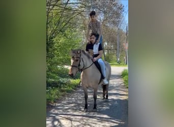 Koń fiordzki, Klacz, 8 lat, 140 cm, Bułana