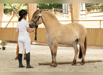 Koń fiordzki, Klacz, 8 lat, 145 cm, Bułana
