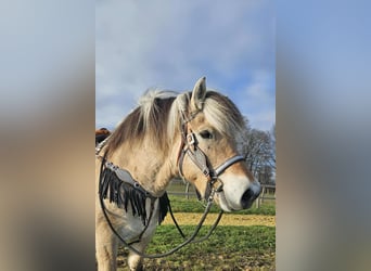 Koń fiordzki, Klacz, 8 lat, 149 cm, Bułana