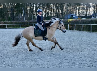 Koń fiordzki, Klacz, 8 lat, 150 cm, Bułana