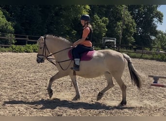 Koń fiordzki, Klacz, 8 lat, 151 cm, Bułana