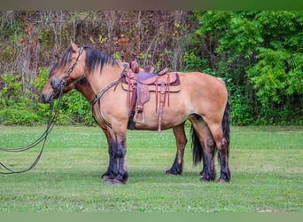 Koń fiordzki, Klacz, 8 lat, Jelenia