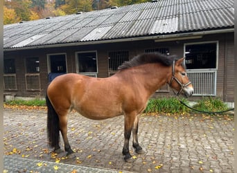 Koń fiordzki Mix, Klacz, 9 lat, 152 cm, Bułana