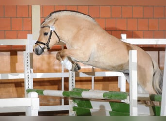 Koń fiordzki, Ogier, 10 lat, 145 cm, Bułana